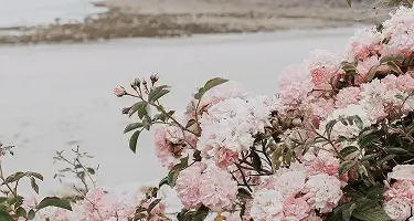 Image about me section - flowers